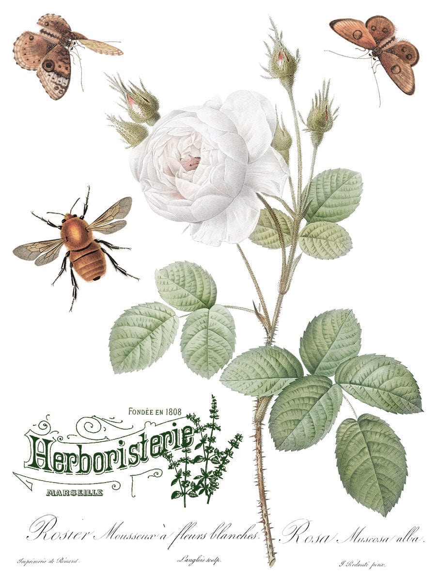 Brocante Transfer by IOD Pickin' Boots Vintage