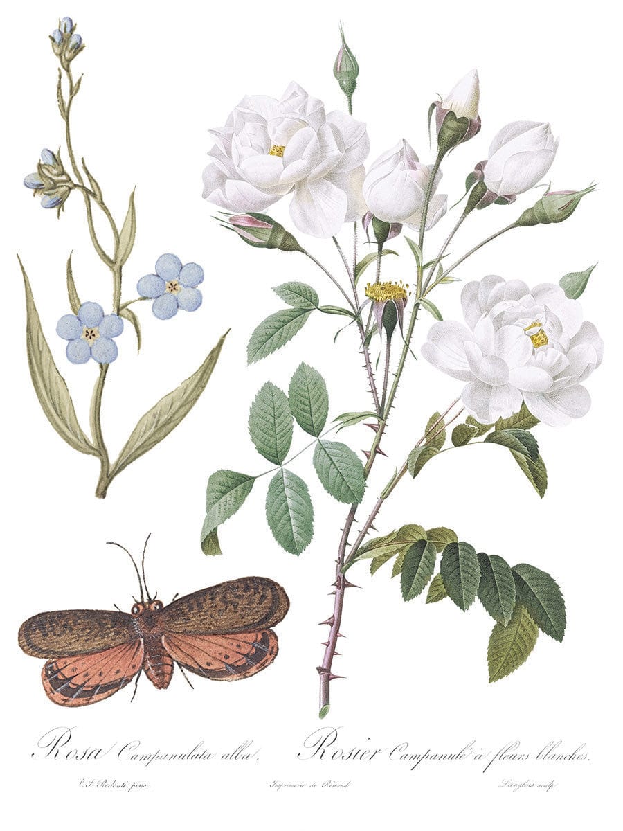 Brocante Transfer by IOD Pickin' Boots Vintage