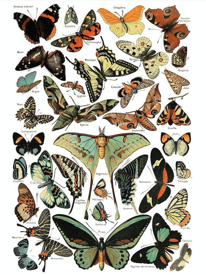 Millot's Pages Transfer New 2023 Spring Release Pickin' Boots Vintage