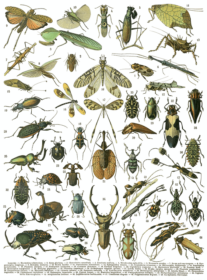 Millot's Pages Transfer New 2023 Spring Release Pickin' Boots Vintage