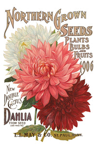 Seed Catalogue Transfer  IOD New Summer Collection Release 2023