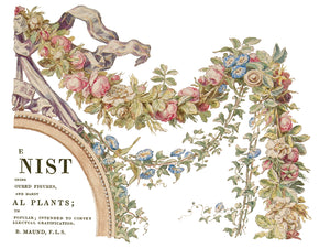 The Botanist Transfer  IOD New Summer Collection Release 2023