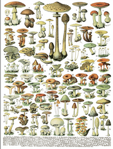 mushroom transfer IOD